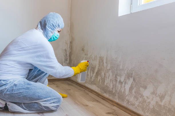 Licensed Commercial Mold Remediation service in West Orange, TX - 24 Hour Mold Removal